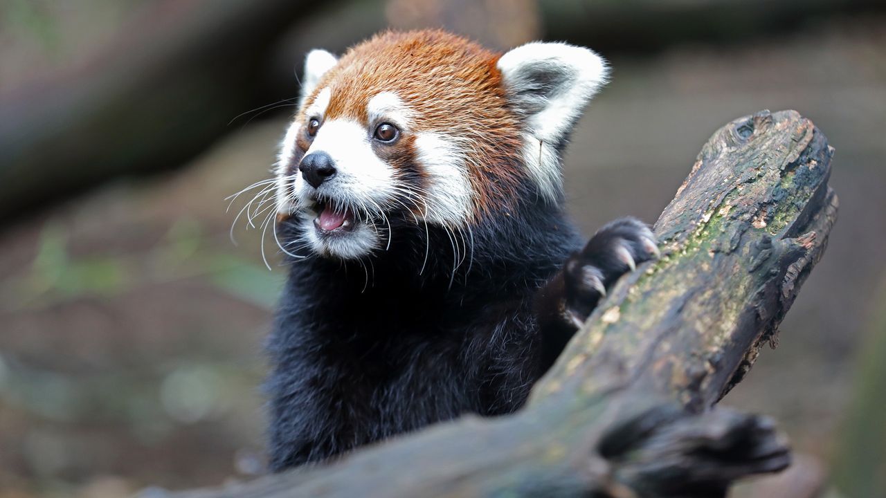 Featured image Nashville fights for land vs 700M zoo data center project