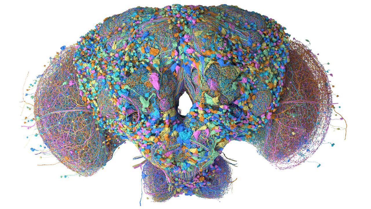 Featured image Fruit fly brain mapped and played Doom and Mario 64